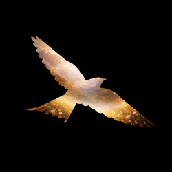 in the name of freedom (FREEDOM)