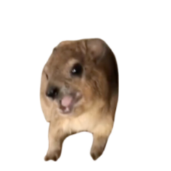 Screaming Hyrax ($MAMA)