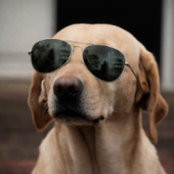 The Crypto Dog (DOG)