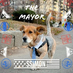 Simon for NYC dog Mayor (SIMON)