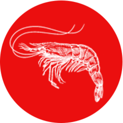 WhaleStreet $hrimp ($HRIMP)