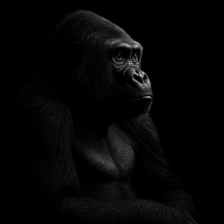The Ape (APE)