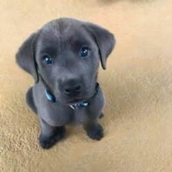 blue eyed dog (BLUE)