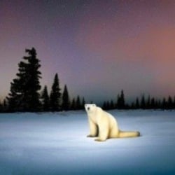Polar Bear 2026 (ойойойойой)