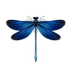 Dragon Fly (DRFLY)