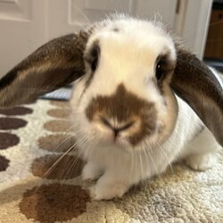 Solport Tom's bunny Lola (LOLA)