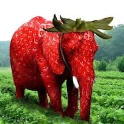 Real Strawberry Elephant (صباح الفرو)