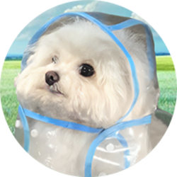 COAT DOG (COAT)