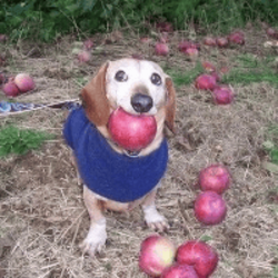 dog with apple in mouth (APPLE)