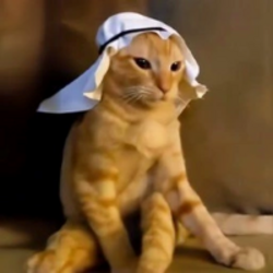 Arab cat (ARAB)