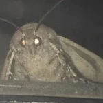 Moth (MOTH)