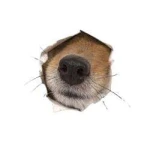 nose (NOSE)