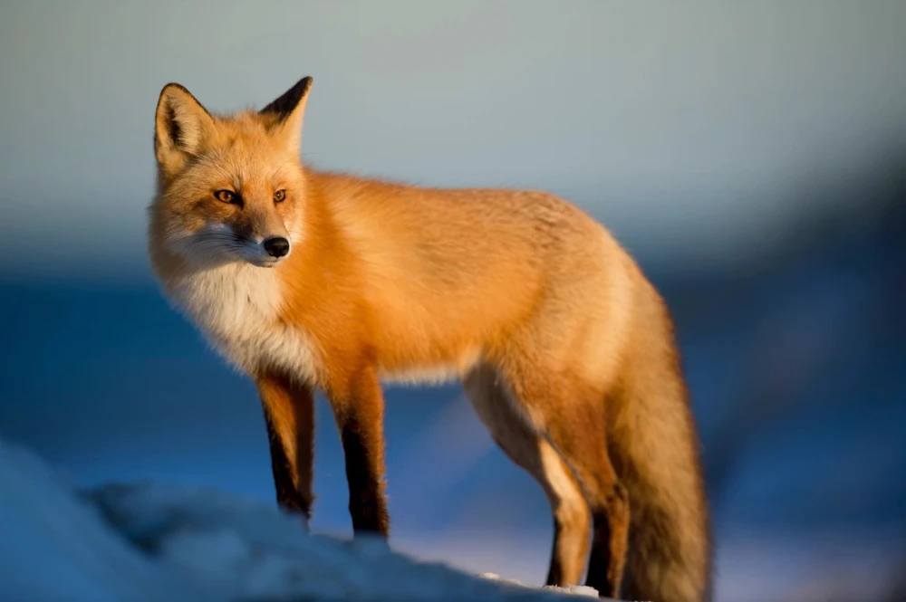 MetaMask Partners with Aave to Enable Stablecoin Yield for Users