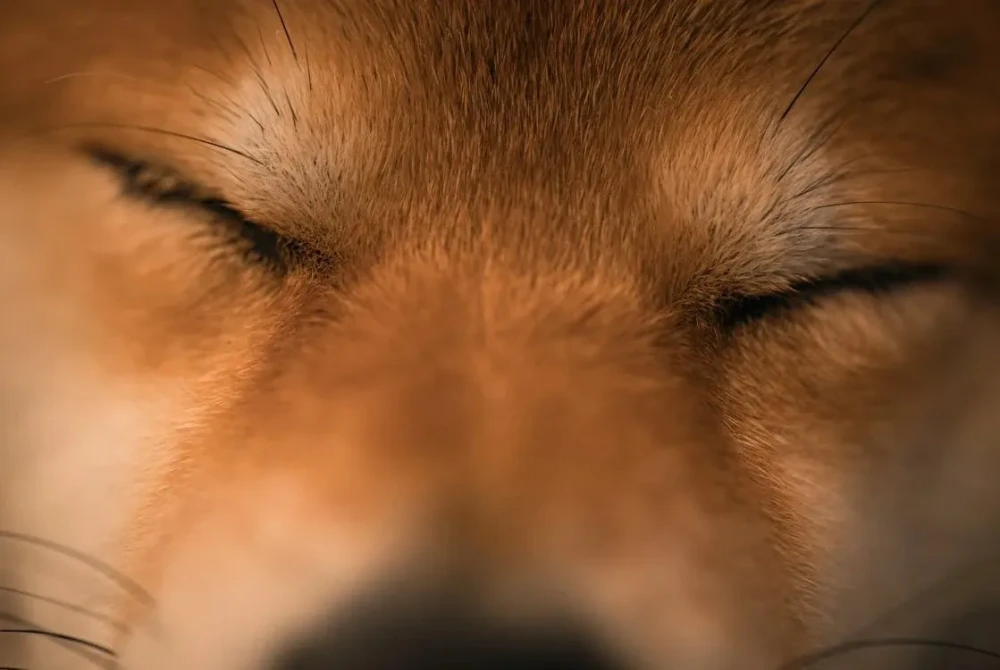 Floki Inu Faces Bearish Trend as Analyst Warns of Imminent Drop