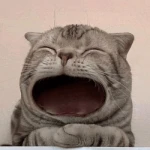 maow (MAOW)