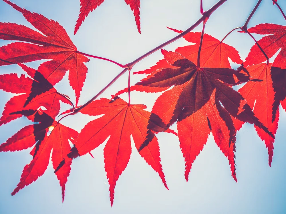 SYRUP от Maple Finance подскочил на 23% после листинга на Upbit