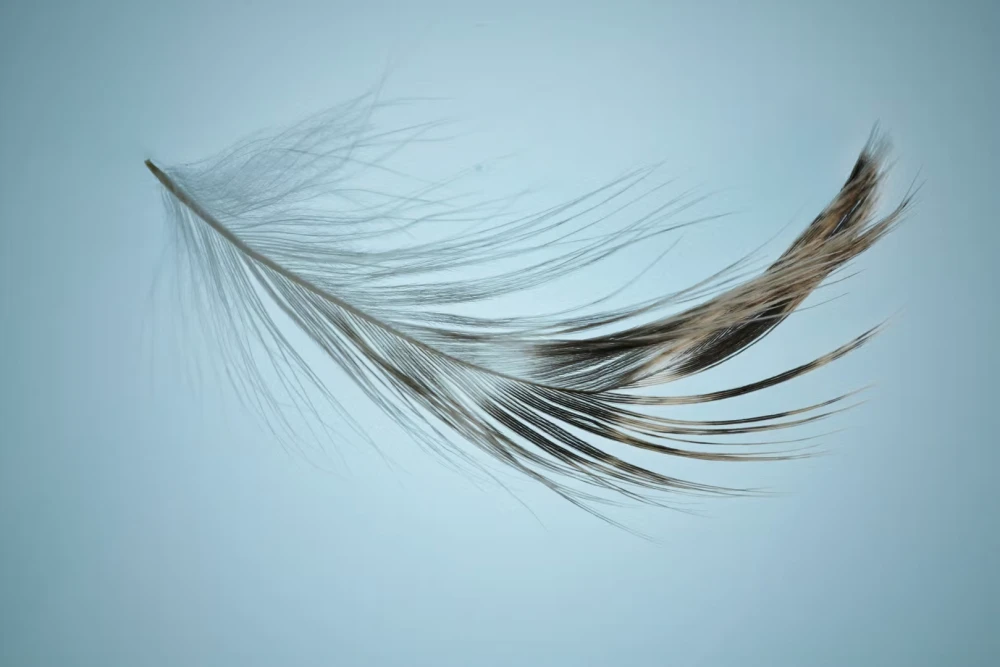 Plume Token вырос на 25% после регистрации в SEC