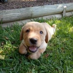 Jake (JAKE)