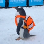 penguin wif backpack (WIFBAG)