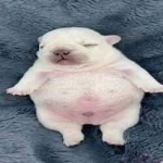 pibble (PIBBLE)