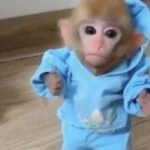 monke (MONKE)