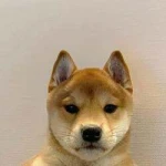 It's just a Dog (DOG)