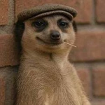The Meerkat Meme (MEERKAT)