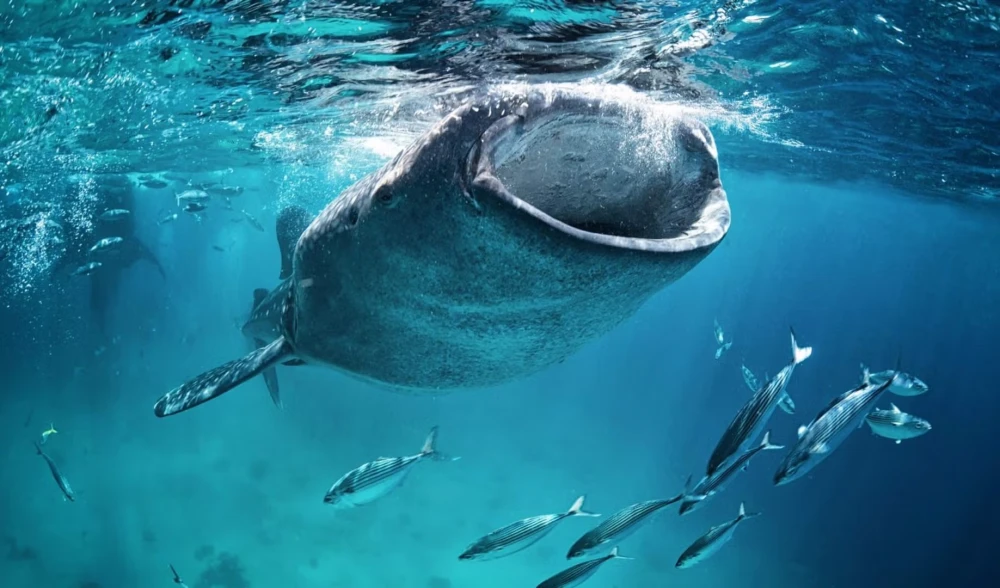 Bitcoin Stays Flat as Dormant Whale Wallets Reactivate