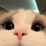 cat (CAT)