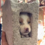 doginblock (DIB)