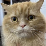 OSCAR (GOPRO CAT)