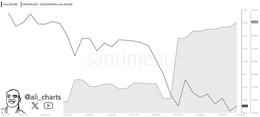 Киты Dogecoin купили 100 миллионов за последние 24 часа | Источник: Али Мартинез в X
