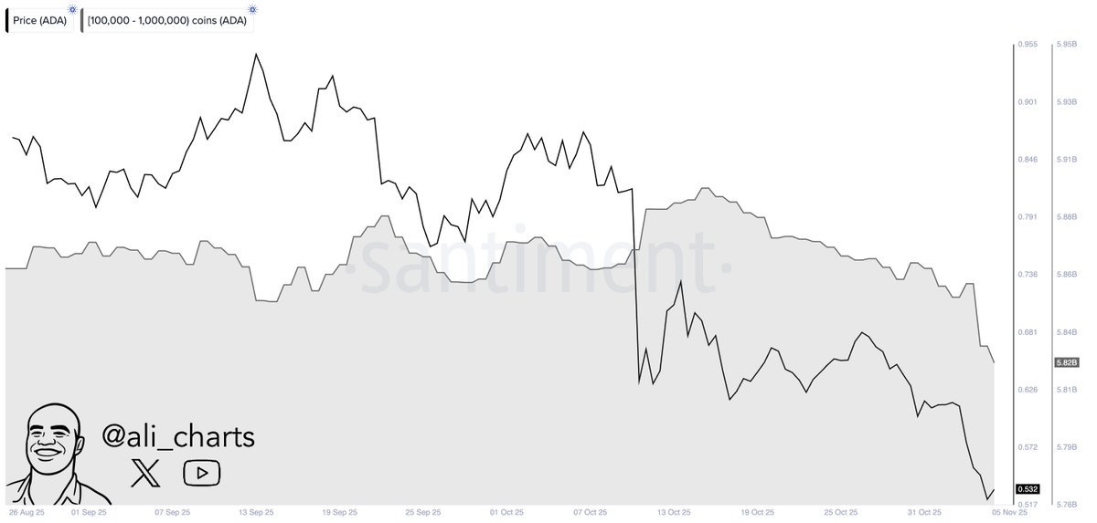 Cardano Whale Activity | Source: Ali Martinez