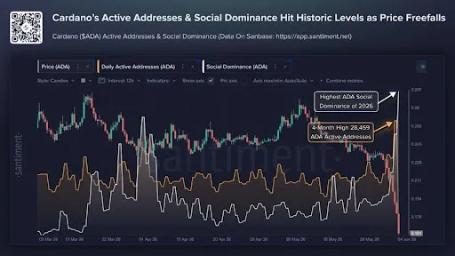 Cardano activity and social dominance