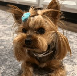 Dog Stolen From Tesla (LEMON)