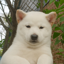 Toshi (TOSHI)