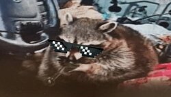 Crackcoon (CHEWY)