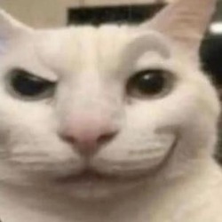 catty (CATTY)
