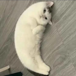 Mooncat (MOONCAT)