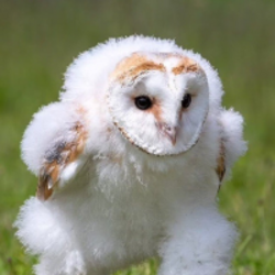 Running Barn Owl (EHHH)