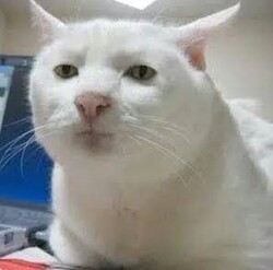 Serious Cat (SERIOUS)