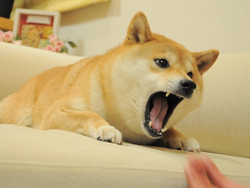 Angry Doge (ANFD)