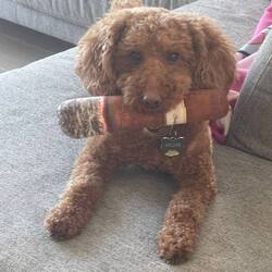 Archie the Cigar Poodle (ARCHIE)