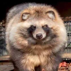 Raccoon Dog (RACCOONDOG)