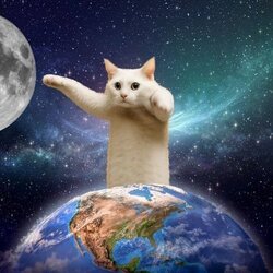 Longcat (SHIRO)