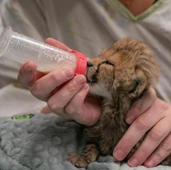 The Baby Cheetah (ZOLA)